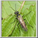 Tenthredo mesomela - Blattwespe 06.jpg